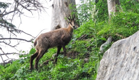 Gamswildbestände nehmen seit Jahren ab. Jagdliche Eingriffe müssen daher genau abgewogen werden. (Bild: ORF/ORF-Universum/FF)
