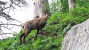 Gamswildbestände nehmen seit Jahren ab. Jagdliche Eingriffe müssen daher genau abgewogen werden.