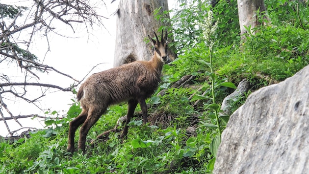 Gamswildbestände nehmen seit Jahren ab. Jagdliche Eingriffe müssen daher genau abgewogen werden. 