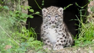 Das männliche Jungtier setzt erstmals die Pfoten ins Außengehege im Salzburger Zoo. (Bild: Zoo Salzburg/Köppl)