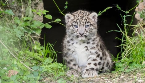 Das männliche Jungtier setzt erstmals die Pfoten ins Außengehege im Salzburger Zoo. (Bild: Zoo Salzburg/Köppl)
