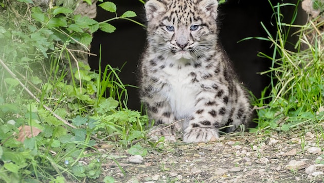 Das männliche Jungtier setzt erstmals die Pfoten ins Außengehege im Salzburger Zoo.