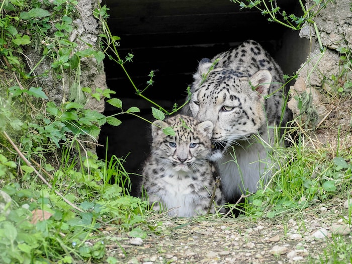 Mama „Malou“ und der männliche Nachwuchs.
