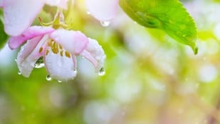 (Bild: Konstiantyn - stock.adobe.com)
