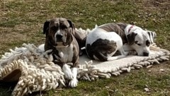 „Iris“  und „Arkas“ haben alles verloren, ihr Herrl, ihre geliebten Kinder, ihr Zuhause