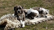 „Iris“  und „Arkas“ haben alles verloren, ihr Herrl, ihre geliebten Kinder, ihr Zuhause