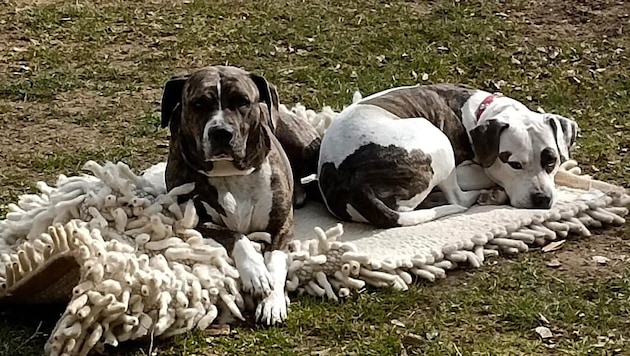 Die acht Jahre alten Hunde gelten als ausgesprochen sanftmütig und ruhig