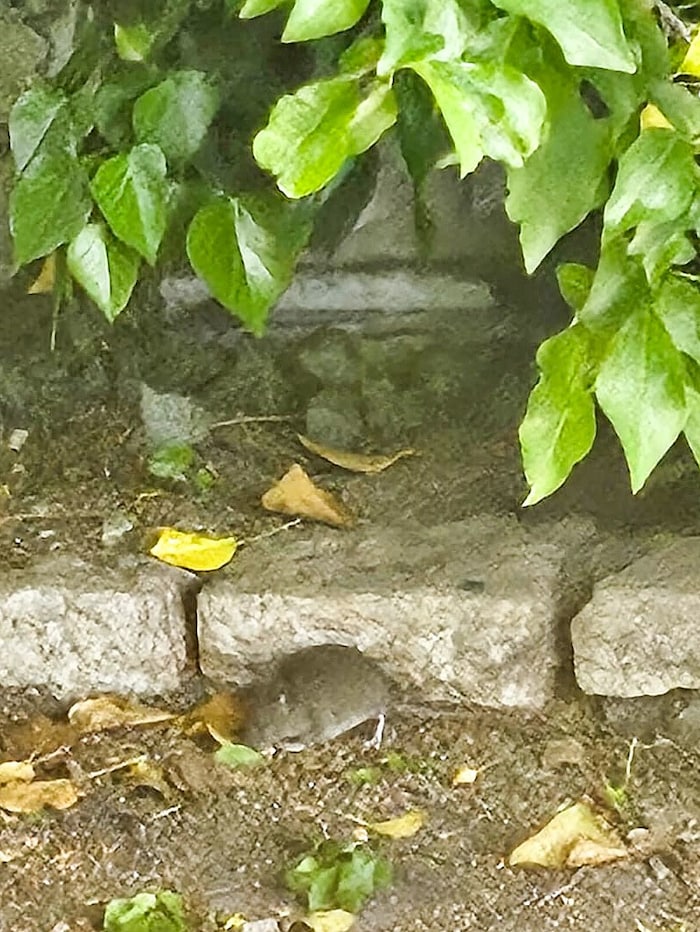 Die Ratten tummeln sich im Garten von Alexander Pichler.