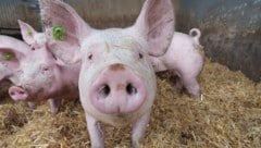Die Schweine wühlen bei Gnas zufrieden im Stroh.