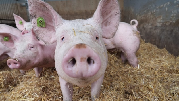 Die Schweine wühlen bei Gnas zufrieden im Stroh.