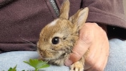 Schwer gezeichnet war der kleine „Milo“, als er in Haringsee ankam. Mittlerweile fängt er schon an, Grünzeug zu fressen. (Bild: Vier Pfoten)