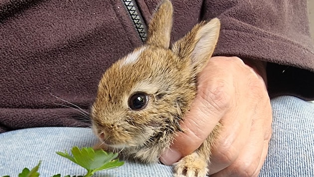 Schwer gezeichnet war der kleine „Milo“, als er in Haringsee ankam. Mittlerweile fängt er schon an, Grünzeug zu fressen.