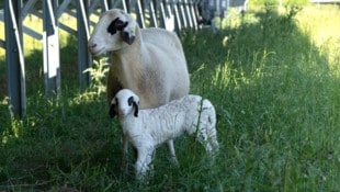 Auch die 150 Jura-Schafe, die seit Frühlingsbeginn wieder auf der ehemaligen Schotterdeponie in ...
