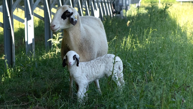 Auch die 150 Jura-Schafe, die seit Frühlingsbeginn wieder auf der ehemaligen Schotterdeponie in der Schafflerhofstraße in der Donaustadt weiden, bringen Mensch und Natur Nutzen.