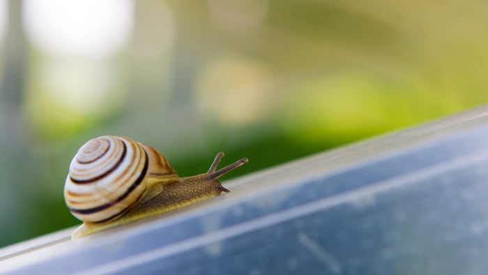 Die Hain-Schnirkelschnecke ernährt sich von totem organischen Material und hält Böden damit vital – auch in der PV-Anlage.