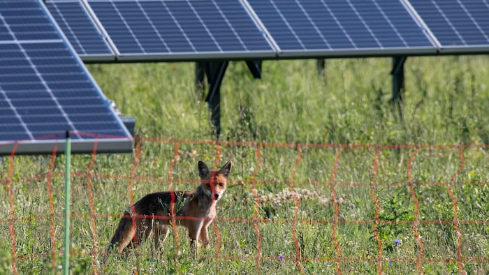 Ein Fuchs hat sich die Sonnenstromanlage als Revier ausgesucht.