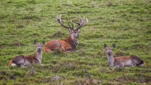 Die Rotwild-Population in Vorarlberg soll dezimiert werden – und damit auch das Risiko einer ...
