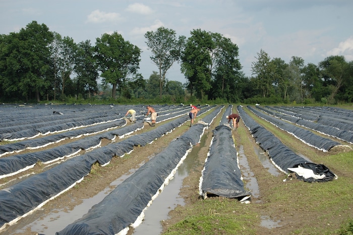 Unter Folien gedeiht der Spargel auch bei niedrigeren Temperaturen gut, doch „fünf Grad mehr würden nicht schaden“, so die Bauern.