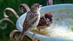 An Vogeltränken sollten sich Katzen nicht unbemerkt anpirschen können, das Wasser muss oft gewechselt werden. (Bild: Picasa)