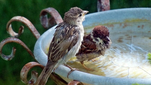 An Vogeltränken sollten sich Katzen nicht unbemerkt anpirschen können, das Wasser muss oft gewechselt werden.