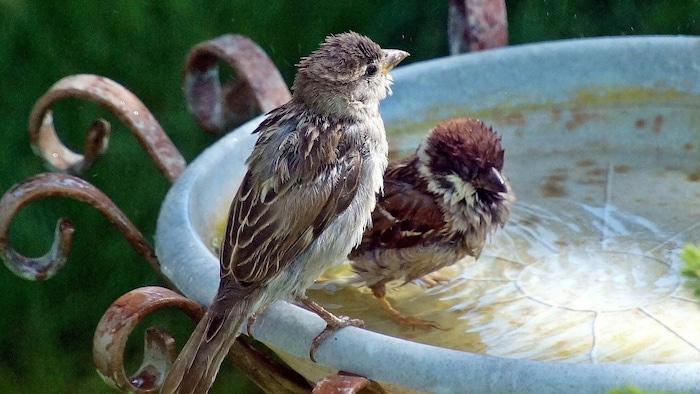 Vogeltränken mit täglich frischem Wasser sind überhaupt kein Problem in Sachen Tigermücke!