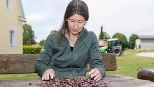 Eveline Adam arbeitet in der Saatzucht Gleisdorf seit 2012 daran, die Sorte Bonela weiterzuentwickeln, damit sie die Hitze im Sommer besser wegstecken kann. (Bild: Scheriau Erwin)