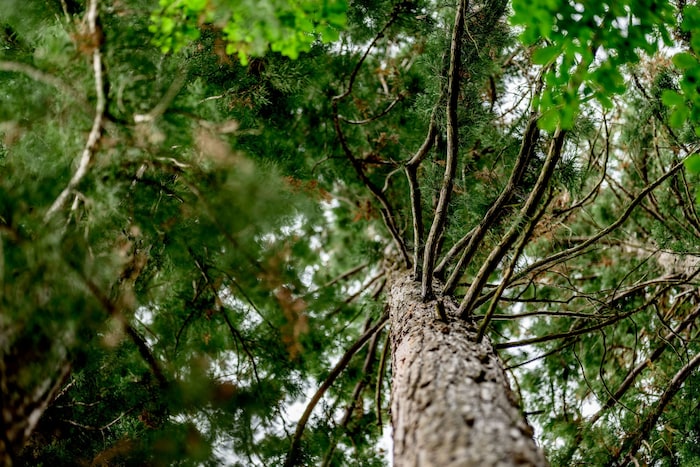 Pilgerweg in die Stille – mächtigen Baumriesen prägen den „Walddom Gottes“, der schon bald Heiltherapeuten und deren Klienten als Zuflucht dienen wird.