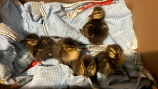 Die Küken wurden im Tierheim Freistadt aufgenommen, wo sie jetzt aufgepäppelt werden. (Bild: Tierhilfe Gusental, Krone KREATIV)
