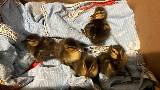 Die Küken wurden im Tierheim Freistadt aufgenommen, wo sie jetzt aufgepäppelt werden.