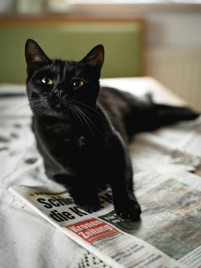 Auch Katze „Susi“ , die seit einem Jahr bei der Familie lebt, fühlt sich mit der „Krone“ sichtlich wohl.