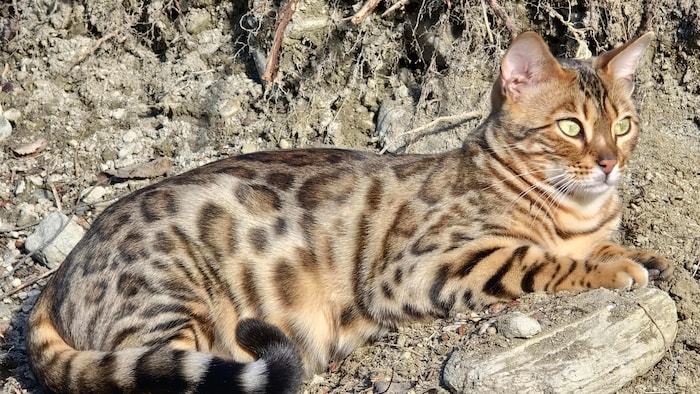 Wo versteckt sich die putzige Maus? 