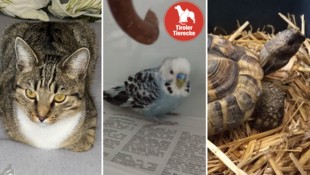 Kater vermisst, Wellensittich und Schildkröte aufgegriffen.