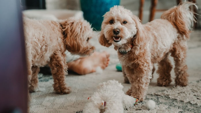 Auch die beiden Familienhunde sind mit dabei.