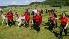 Auch die Lamas dürfen nach Wochen in Außenhöfen wieder heim.