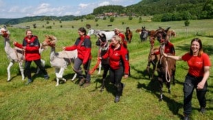 Auch die Lamas dürfen nach Wochen in Außenhöfen wieder heim.