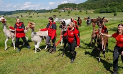 Auch die Lamas dürfen nach Wochen in Außenhöfen wieder heim.