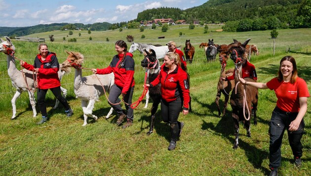 Auch die Lamas dürfen nach Wochen in Außenhöfen wieder heim.