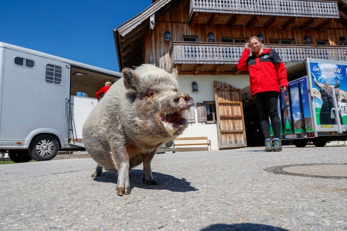 Jetzt sind alle Tiere wieder auf Gut Aiderbichl angekommen.