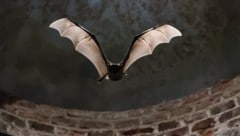 Ein Nilflughund
