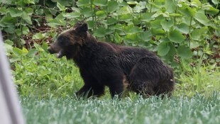 Ein Bär in Japan: Die Tiere wagen sich auf Futtersuche immer öfter an zivilisierte Gebiete an. ...