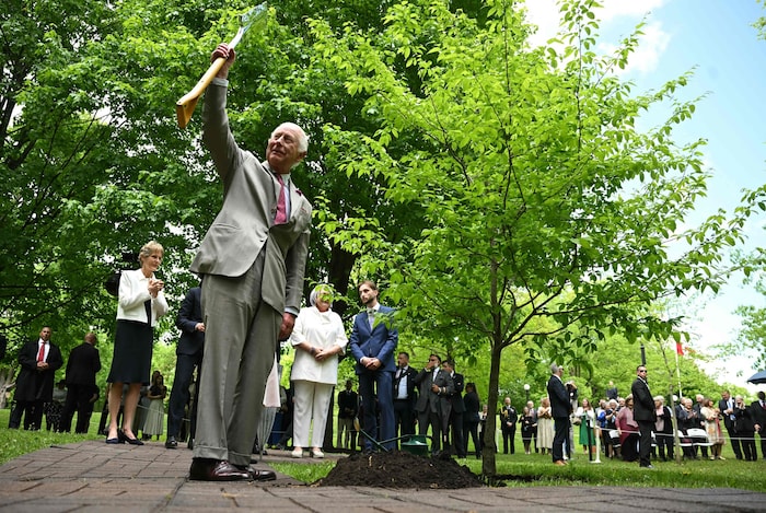 Ein König packt an: Charles III. hält nach einer zeremoniellen Baumpflanzung in der Rideau Hall in Ottawa den Spaten hoch. 