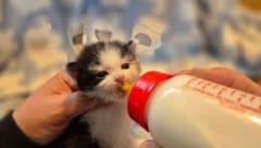 Am Tierschutzhof Pfotenhilfe werden die Tiere aufgepäppelt.