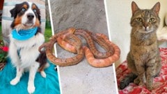 (Bild: Krone KREATIV/Tierheim Linz, Pfotenhilfe Lochen)