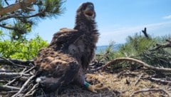 Junger Seeadler im Horst in Orth an der Donau.