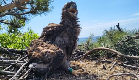 Junger Seeadler im Horst in Orth an der Donau. (Bild: Stefan Knöpfer)