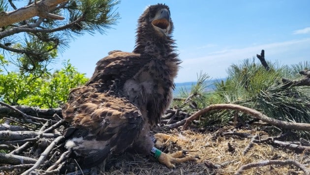 Junger Seeadler im Horst in Orth an der Donau. (Bild: Stefan Knöpfer)