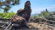 Junger Seeadler im Horst in Orth an der Donau. (Bild: Stefan Knöpfer)