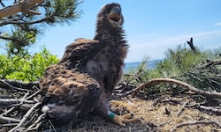 Junger Seeadler im Horst in Orth an der Donau.