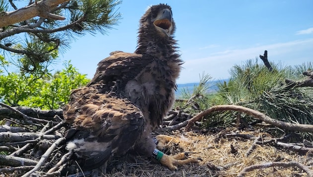 Junger Seeadler im Horst in Orth an der Donau.