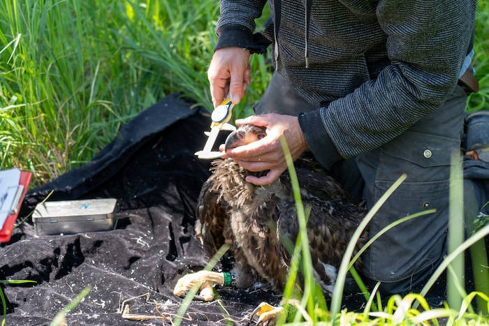 Auch die Maße der Jungvögel wurden eruiert. 